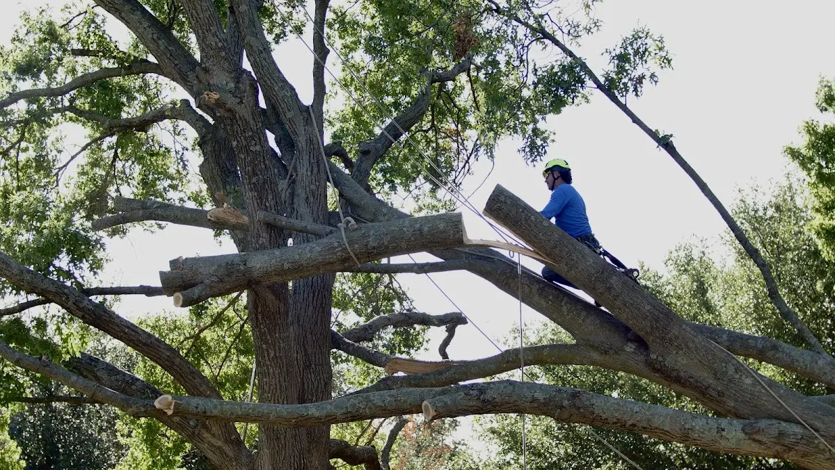 Professional Hazardous Tree Removal performed by certified arborists in Jaroso